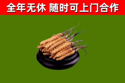 沧源县回收冬虫夏草